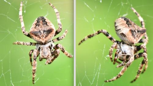 Araneus angulatus